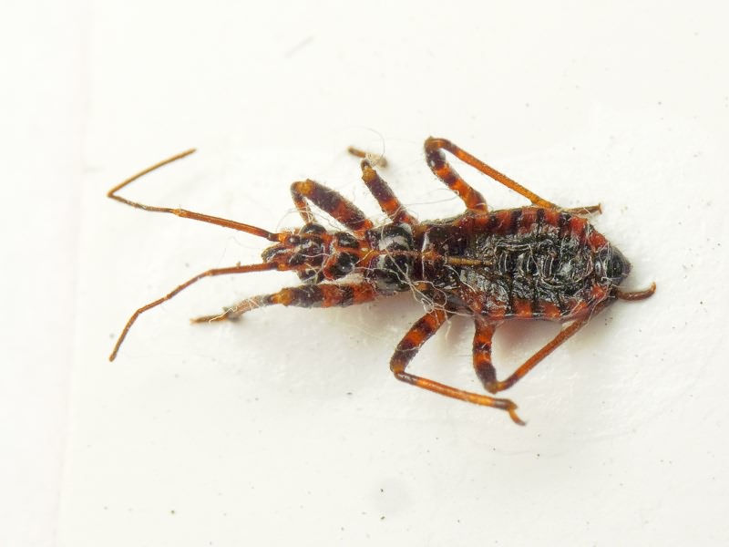 Rhynocoris iracundus (Poda, 1761)